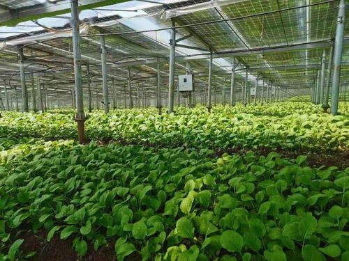 助平價菜更快更多端上百姓餐桌，海口這樣做